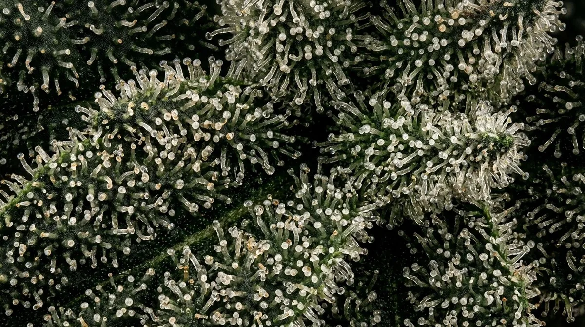 Makroaufnahme, Trichome